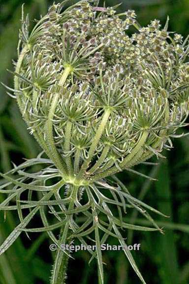 daucus carota 14 graphic